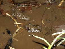 Крестовка-кавказская_3